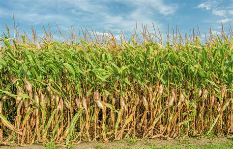 Tall Field Of Corn Ready For Harvest Photograph By Ken Wolter Pixels