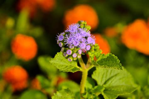 Free Images Nature Blossom Meadow Leaf Purple Petal Bloom