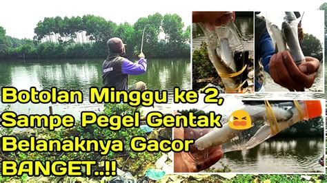 Mancing Belanak Pakai Botol Strike Bertubi Tubi Gak Pake Rem Youtube