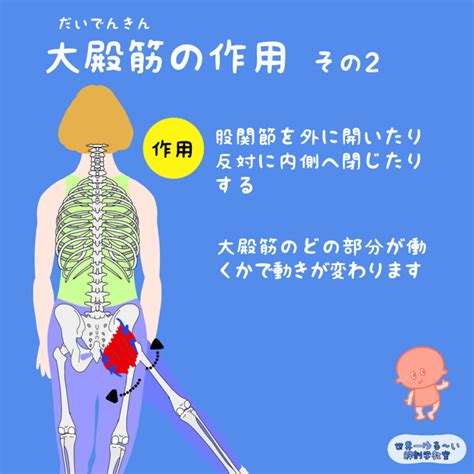 Anatomy Yogaリアル解剖学教室 4．大殿筋（だいでんきん）の作用 その2