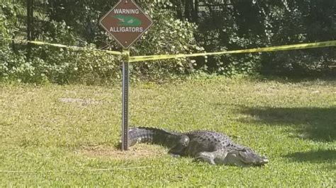 Gator spotted hanging out near alligator warning sign