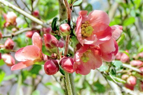 Árbol de Durazno Cuidados Recomendaciones cuándo florece