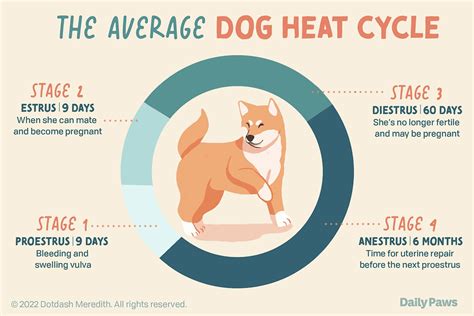 Female Dogs in Heat