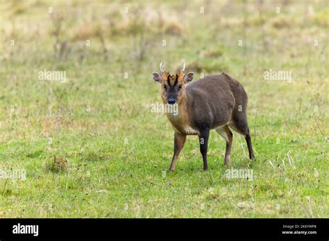 Muntjac Deer Muntiacus Reevesi Standing In Field In Cambridgeshire Uk