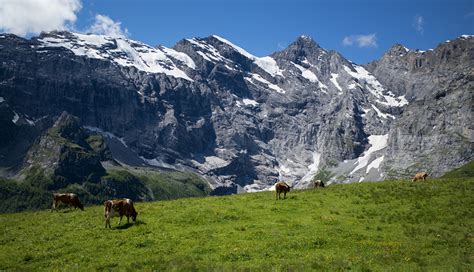 Tapety Na Pulpit Krowa Alpy Szwajcaria Gimmelwald Góra Przyroda Łąka