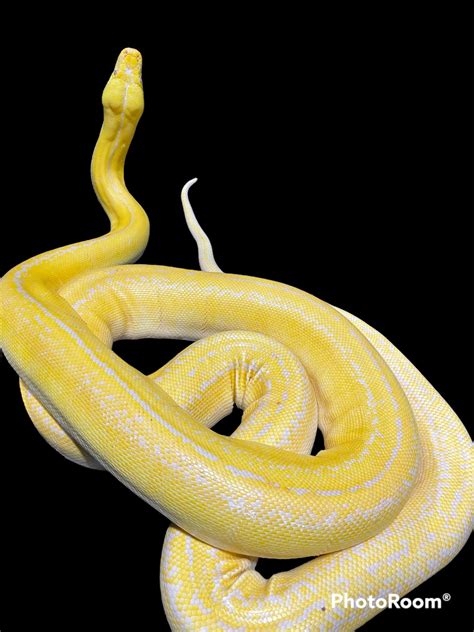 Albino Platinum Goldenchild Reticulated Python By In Your Face Exotix