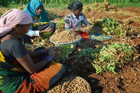 Revitalized Groundnut Cultivation In Gujarat 31 Surge Sets A