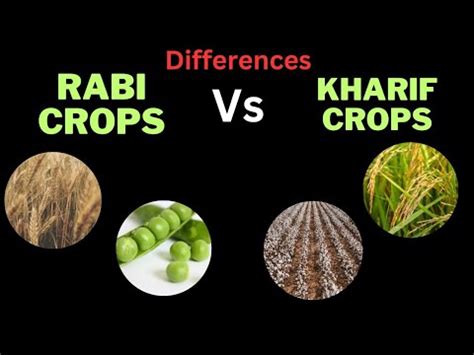 Rabi Crops Vs Kharif Crops Differences Between Rabi And Kharif Crops