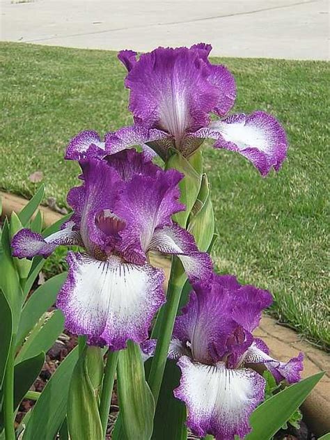 Mariposa Autumn Tall Bearded Iris Iris Flowers Showy Flowers