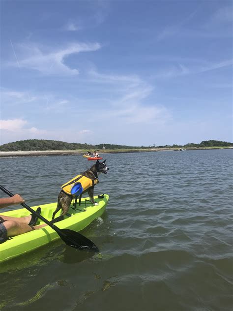 Pet Friendly Holden Beach Vacation Resources | PROACTIVE