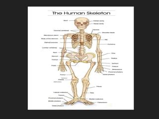 Determination Of Sex From Skeletal Remains Ppt