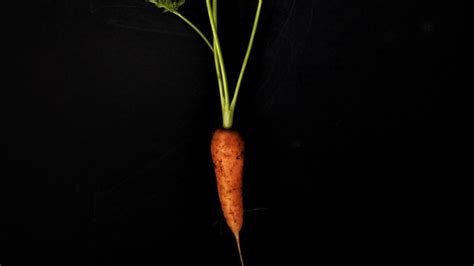 Les carottes sont elles bonnes pour les diabétiques Naturalvegtable