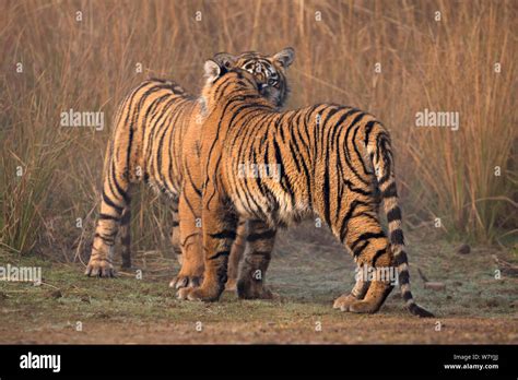 Bengal Tiger Panthera Tigris Tigris 11 Month Old Cubs Playing Ranthambhore National Park