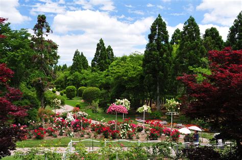 過去の写真～旬の花 （薔薇・湧永庭園） 綺麗な写真 日々出来事