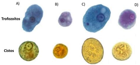 Parasitologia Geral