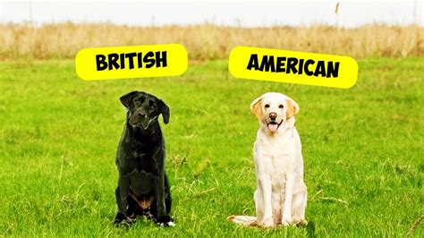 American Labrador Vs British Labrador Which Is The Best Youtube