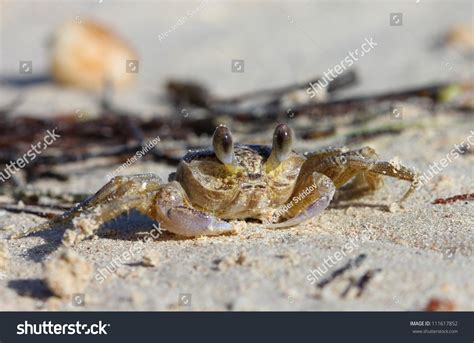 A Tropical Yellow Caribbean Crab On A Beach Stock Photo 111617852