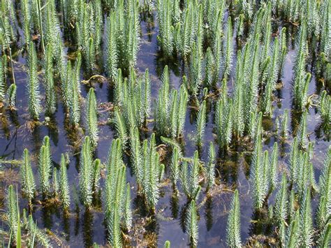 Image*After : images : swamp marsh growing plants natural green boggy swampy