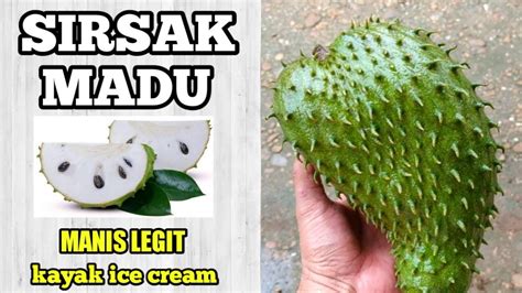 Panen Buah Sirsak Madu Rasanya Luar Biasa Manis Dan Enak Youtube