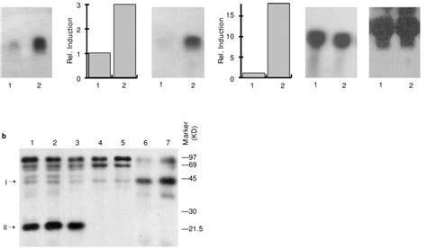 Construction Of An Scc Cell Line Constitutively Expressing The Dominant