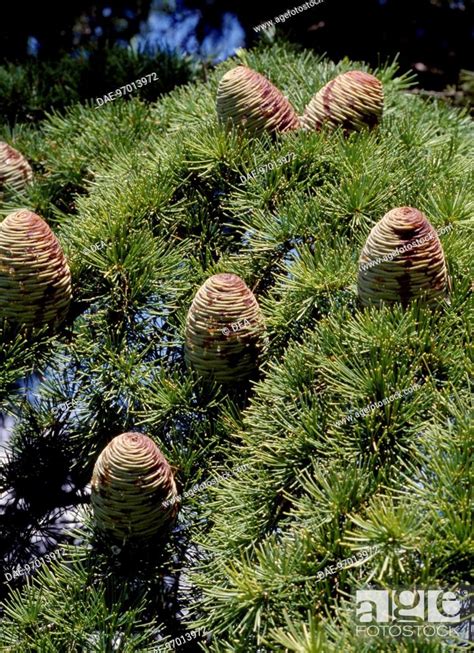 Leaves And Cones Of Deodar Cedar Or Himalayan Cedar Cedrus Deodara