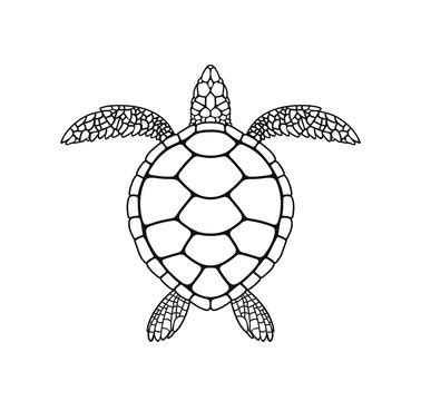 Sea Turtle Outline Images – Browse 8,799 Stock Photos, Vectors, and ...