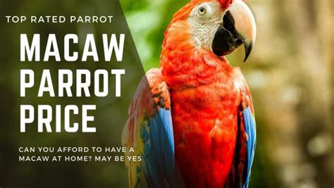 Macaw Parrot Price Drop Prices Guide Parrots For Sale