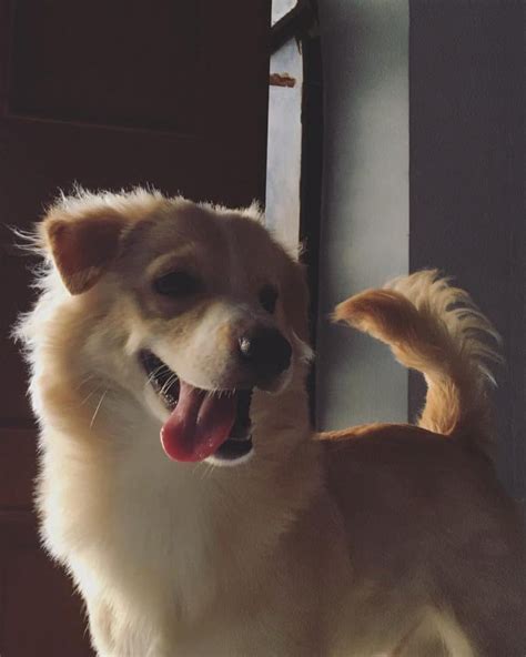 Pomeranian Lab Mix