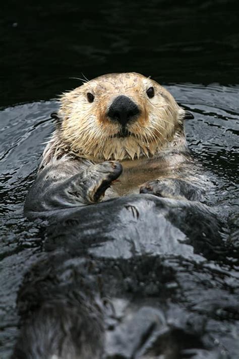 Sea Otter Facts for Kids - The Facts Vault