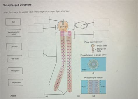 Phospholipid Diagram Labeled