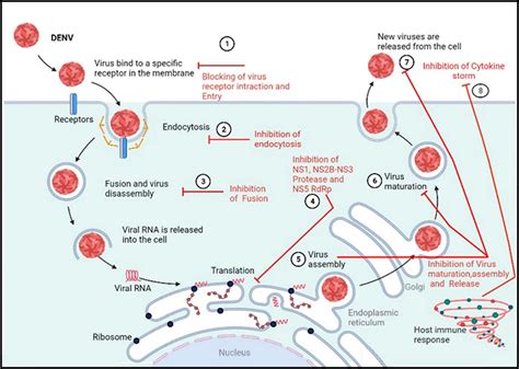 Therapeutic Potential Of Medicinal Plants Against Dengue Infection A