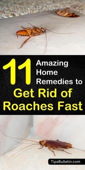 11 Amazing Solutions To Get Rid Of Roaches Fast Home Remedies For Roaches Household Pests