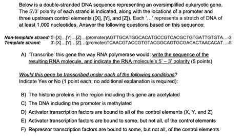 Solved Below Is A Double Stranded Dna Sequence Representing