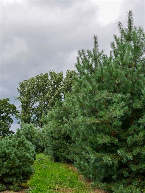 Pinus sylvestris Borovice lesní Van den Berk Školky