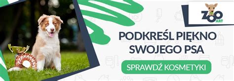 Karelski Pies Na Niedźwiedzie Encyklopedia Ras Psów