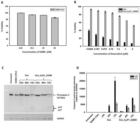 Encapsulated Doxorubicin Induces Apoptosis Mediated Cell Cytotoxicity