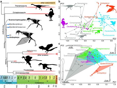 Forscher finden bizarren Fledermausflügel Saurier DER SPIEGEL