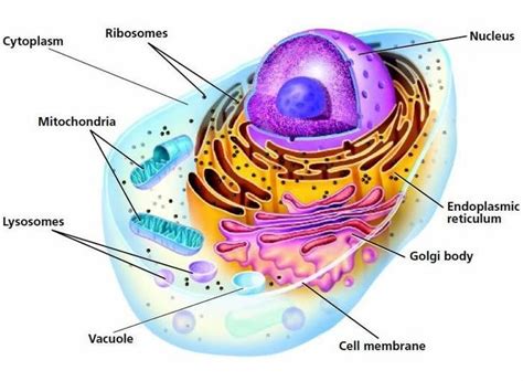 Cc Mccullough Eukaryotic Cell Organelles Diagram Quizlet