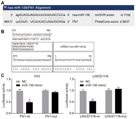 LINC01116 Can Bind To MiR 136 Which Targets FN1 A Binding Sites Of