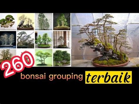 Inspirasi Bonsai Grouping Terbaik Youtube