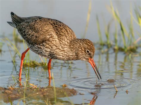 Redshank Bird Facts (Tringa totanus) | Birdfact