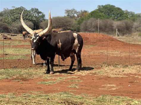 The Ankole Body Cattle Group Farming