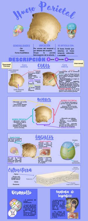 Guía basica de anatomía fisiología y valoración de los nervios