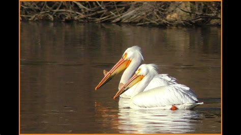 Beautiful Pelicans In Wisconsin Perfect Up Close Look For Birding