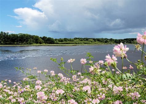 Maine Wildflowers Flickr Photo Sharing