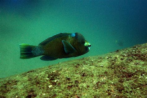 Bumphead Parrot Fish Project Noah