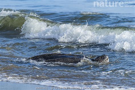 Stock Photo Of Leatherback Sea Turtle Dermochelys Coriacea Female