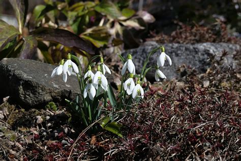 Flores Campanillas Primavera Foto Gratis En Pixabay Pixabay