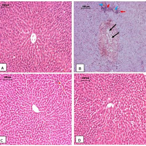 Photomicrograph Of Liver Sections Of A Normal Control Rats Showing Download Scientific