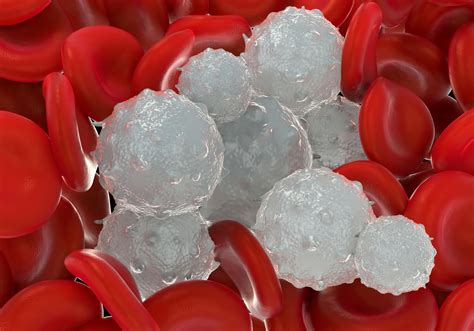 New molecule triggers burst of white blood cells to fight infections